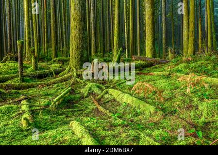 Nebel, 2nd Growth Forest, Golden Ears Provincial Park, Maple Ridge, British Columbia, Kanada Stockfoto