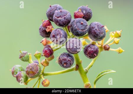 Nahaufnahme von reifen Efeu (hedera Helix) Beeren Stockfoto