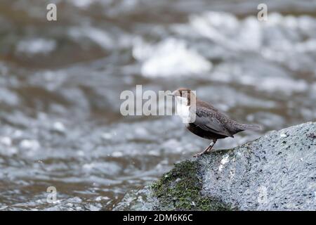 Weißer Kehltampfer, Cinclus cinclus, sitzt auf einem Stein im Fluss. Naturfotografie in Schweden aufgenommen. Unscharfer Hintergrund, Kopierbereich. Stockfoto