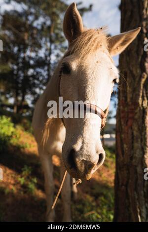 Schöne goldene Stunde Fotografie eines Pferdes Stockfoto