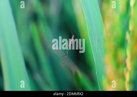 Spinne sitzt auf dem Netz mit grünem Hintergrund. Tautropfen auf Spinnennetz (Spinnennetz) Nahaufnahme mit grünem Hintergrund für die Tapete. Stockfoto
