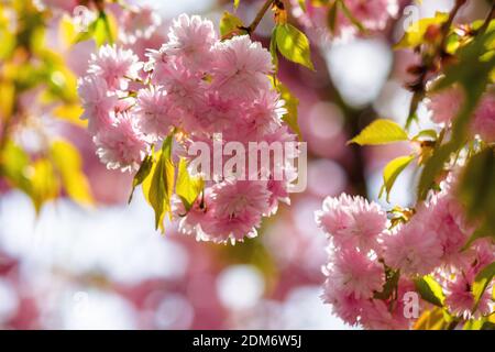 pink cherry blossom closeup. beautiful nature background in spring on a sunny day in park Stockfoto