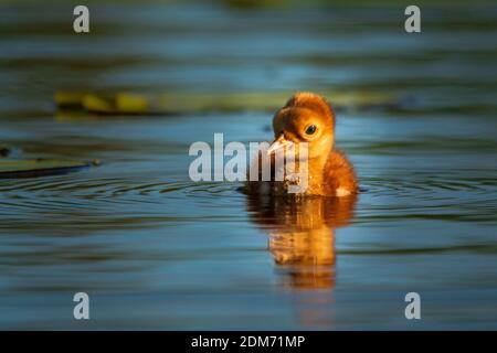 Sandhill Crane colt fotografiert in Door County WI. Stockfoto