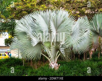 MEDELLIN, KOLUMBIEN - 03. Dez 2020: Pflanze, die als Bismarckpalme oder Blaue Palme Madagaskars (Bismarckia nobilis) bekannt ist und ihre Grauen Trunks mit Ri hat Stockfoto