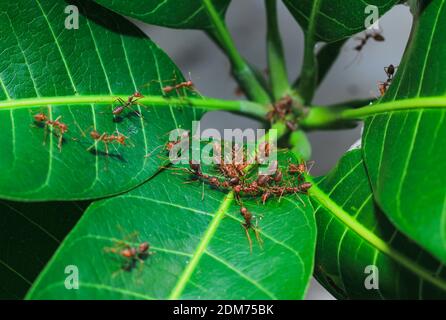 Rote Weberameisen Teamarbeit, Rote Ameisen Teamarbeit. Konzept der gemeinsamen Zusammenarbeit. Rotfeuerameisen Gebäude Nest. Ameisen nisten aus den Blättern. Stockfoto