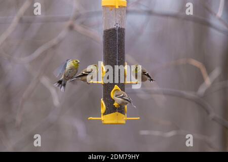 American goldfinch (spinus Tristis) am Schrägförderer Stockfoto