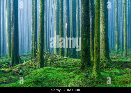 Nebel, 2nd Growth Forest, Golden Ears Provincial Park, Maple Ridge, British Columbia, Kanada Stockfoto