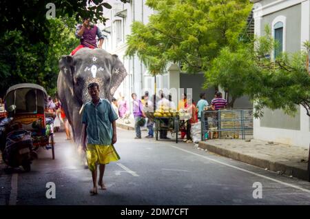 Pondicherry, Indien - 30. Oktober 2018: Ein hindu-Priester in indischen traditionellen tragen dhoti zu Fuß vor einem Elefanten auf einer Straße mit Menschen Stockfoto
