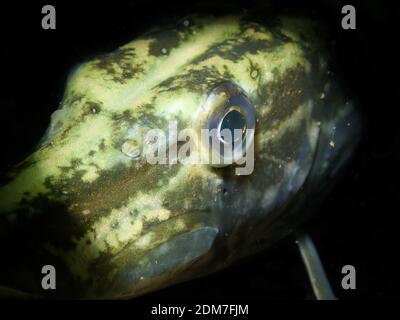 Eine Makroaufnahme des großen runden Auges eines nördlichen Hechs Im See Stockfoto