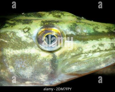 Eine Makroaufnahme des großen runden Auges eines nördlichen Hechs Im See Stockfoto