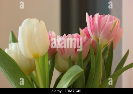 Bouquet von rosa und weißen Tulpen in einer Vase im Innenraum gegen eine blaue Wand. Geburtstagsgeschenk für ein Mädchen oder eine Mutter, für den 8. März. Frühlingsblumen. Stockfoto