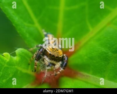 Spinne sitzt auf dem Blatt mit grünem Hintergrund. Spinne Nahaufnahme mit grünem Hintergrund für die Tapete. Stockfoto