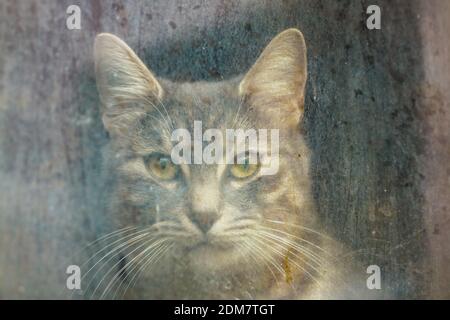 Eine graue Katze hinter schmutzigem Fenster Stockfoto