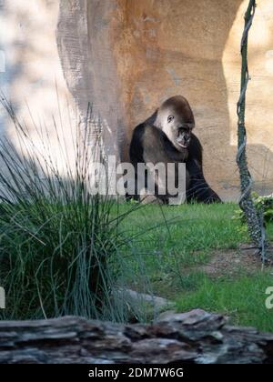 Westlicher Tieflandgorilla, der auf dem Felsen sitzt Stockfoto