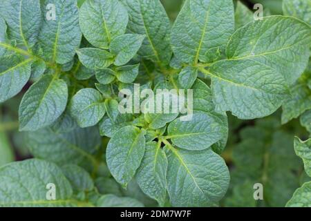 Vitsta von oben der Kartoffelpflanzenblätter Stockfoto