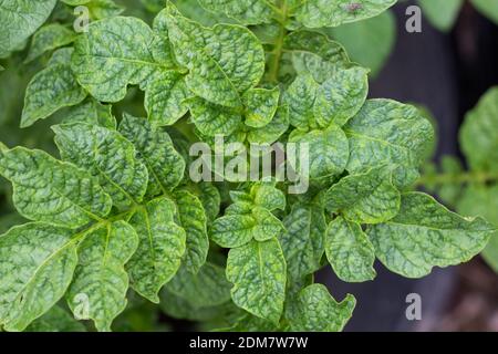 Vitsta von oben der Kartoffelpflanzenblätter Stockfoto