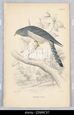 Linierter Kuckuck, Platte 18 von Birds of Western Africa, William Home Lizars, Scottish, 1788 - 1859, William Swainson, British, 1789 - 1855, Gravur, Pinsel und Aquarell auf Papier, Linierter Kuckuck: Vogel mit schwarz-gestreifte weiße Brust und blauer Rückseite, Flügel und Schwanz auf einem Zweig., Edinburgh, Schottland, 1837, Print Stockfoto