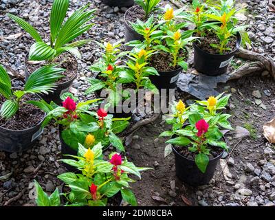 Celosia Argentea, allgemein bekannt als The Plumed Cockscomb oder Silver Cock's Combin in a Garden Stockfoto