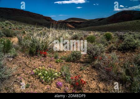 Wüstenwildblumen entlang Wanderung zum Perjue Canyon in Idaho's Owyhee Uplands / Owyhee Backcountry Byway (alias Mud Flat Road). Stockfoto