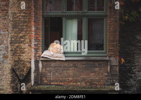 Fidel war ein beliebter Hund entlang des Gronerei-Kanals, der in Brügge, Belgien, oft seinen Kopf aus dem Fenster rastete, damit Touristen fotografieren konnten Stockfoto