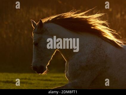 horse in sunset. small DOF, on the mane Stock Photo