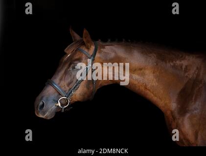 Reinrassige Pferde. Kleine freiheitsgrade Stockfoto