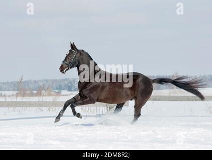 Schwarzes Pferd im Winter Stockfoto