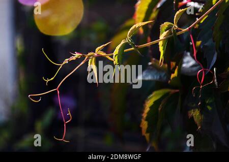 Junge Triebe von wilden Trauben an der Wand des Landhauses Bei Sonnenlicht Stockfoto