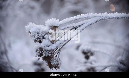 Gefrorenes trockenes Gras im Winterwald Stockfoto