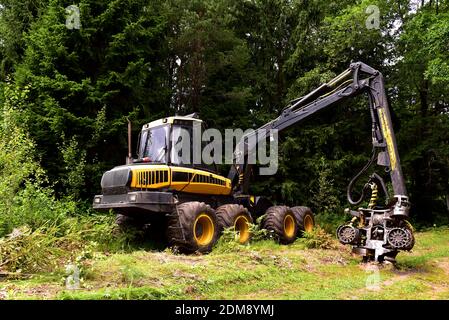 Kieferwald-Erntemaschine bei der Arbeit während der Reinigung einer Plantage. Radernter Sägen von Bäumen und Lichtung von Wäldern.Holzernter, modern Stockfoto