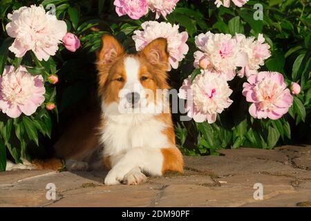 Hund in Blumen Stockfoto
