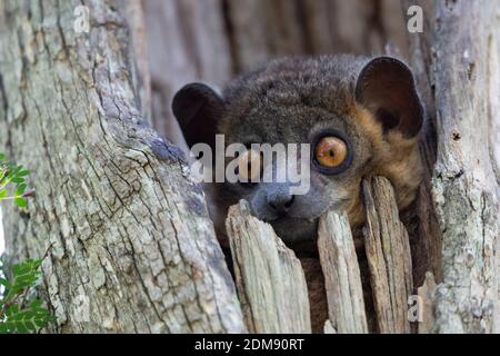 Ein Wieselmaki in einer Baumhöhle schaut neugierig heraus. Stockfoto