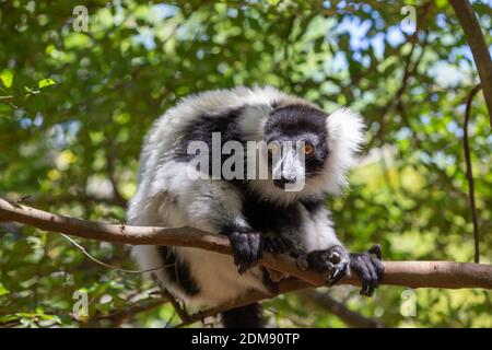 Ein schwarz-weißer Vari Lemur sieht ziemlich neugierig aus. Stockfoto