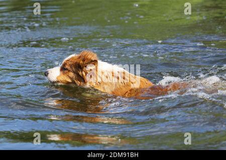 Hund, Schwimmen Stockfoto