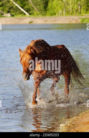 arabischer Hengst im Wasser Stockfoto