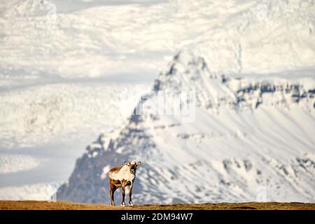 Einsamer Berg caribou auf abgelegener Prärie gegen majestätischen Kamm von Berge mit Schnee bedeckt Stockfoto