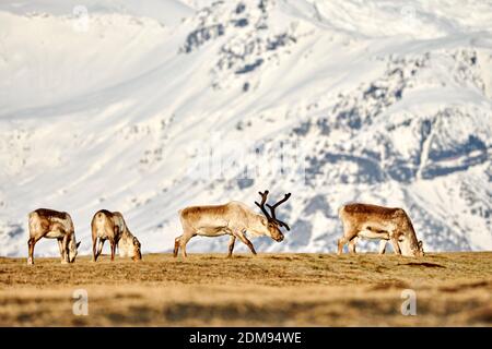 Wilde Rentiere in der Herde weiden auf trockenem Feld in Island Mit schneebedecktem Grat im Hintergrund Stockfoto