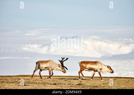 Ein Paar wilder Karibos mit Geweih auf trockenem, entlegenem Feld Mit majestätischen schneebedeckten Bergen in Island Stockfoto