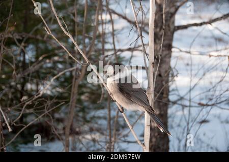 Gray Jay close-up profile view perched on a tree branch with a blur background in its environment and habitat, displaying grey feather plumage. Image Stock Photo