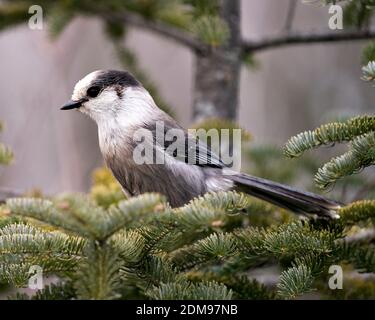 Grey Jay close-up Profil Ansicht auf einem Tannenzweig in seiner Umgebung mit grauem Federgefieder und Vogelschwanz thront. Weihnachtskarte. Bild. Stockfoto