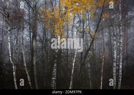 Herbstlicher Wald in den Ausläufern der Mala Fatra Gebirge, Slowakei. Stockfoto