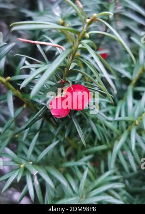 Zwei rote Eibenbeeren - Taxus baccata. Grüne Äste von Eibenbaum mit roten Beeren. Nahaufnahme von Taxus baccata oder Europäischer Eibe mit reifen Zapfen Stockfoto