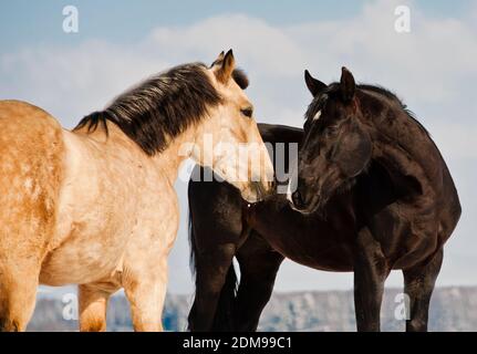 Pferde kommunizieren Stockfoto