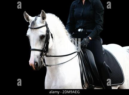 Reiter auf weißem araber Stockfoto