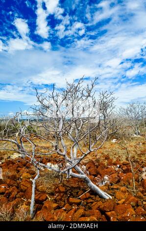 Blick auf North Seymour Island mit Schwerpunkt auf Kakteen und kargen Bäumen. Stockfoto