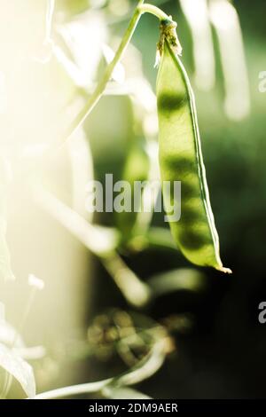 Erbsen auf der Rebe bedeckt aus dem Garten Stockfoto