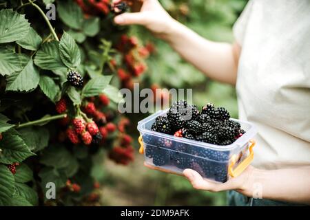 Beschnittenes Bild der Frau Ernte Brombeeren aus Pflanzen bei fa Stockfoto