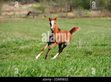 Fohlen laufen Stockfoto