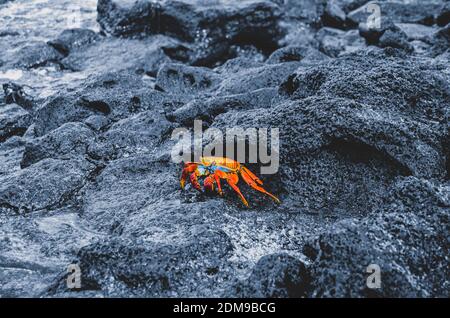 Galapagos Krabbe auf nassem dunkelgrauem Felsen Stockfoto