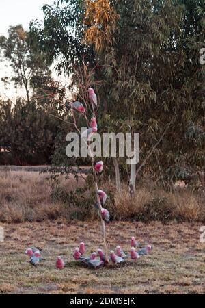 Galahs (Cacatua rosiecapilla) thront über einem kleinen Eukalyptuskegel im Tilmouth Well Roadhouse an der Tanami Road, NT. Stockfoto